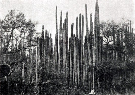 Cereus Gemmatus