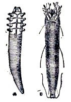 Рисунок 3 А. Железница угревая. Demodex folliculorum. B. Клещ-орешник. Phytoptus ribis (по Cambridge Nat. History)