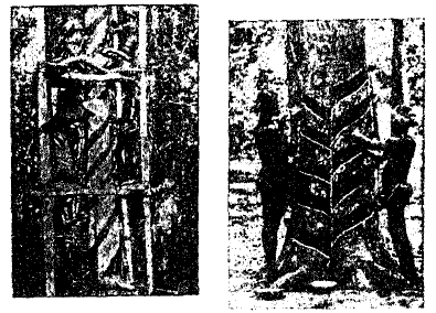 Рис. 7. Способы надрезки каучукового дерева Hevea brasiliensis.