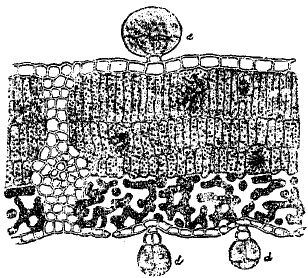 Рис. 12. d — железистые волоски.